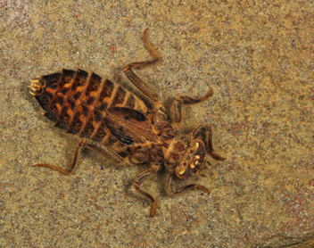 Gomphurus hybridus, nymph